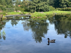 Weiher mit Ente Weiher mit Ente